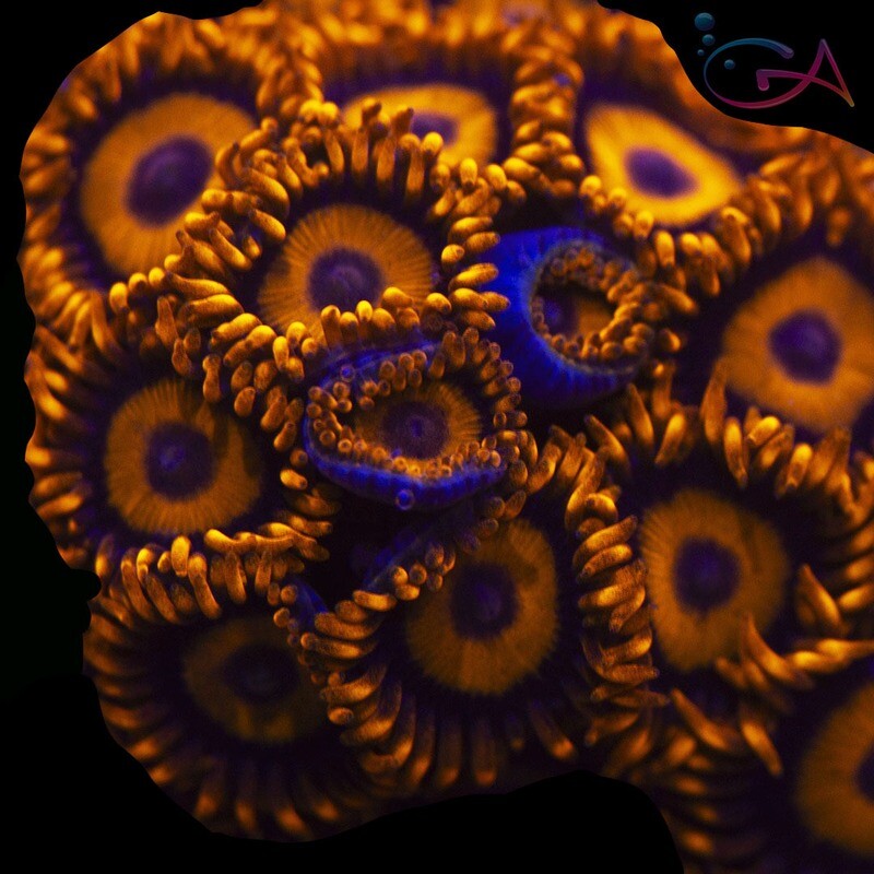 Coral - Frag - Zoa Orange Oxide