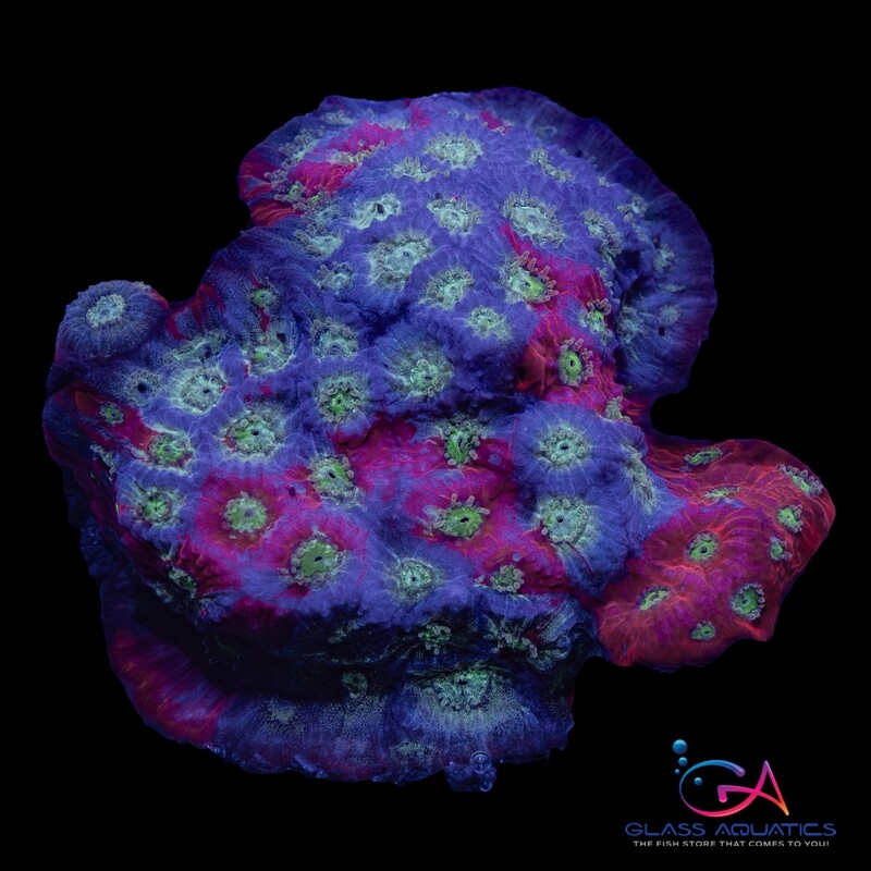 Coral - Frag - Favia - War Coral Fire & Ice GA