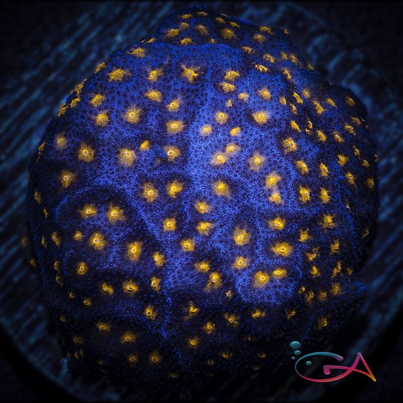 Coral - Frag - Psammocora - Outer Space JF