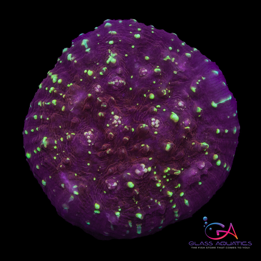 Coral - Frag - Chalice - Gold Meister JF