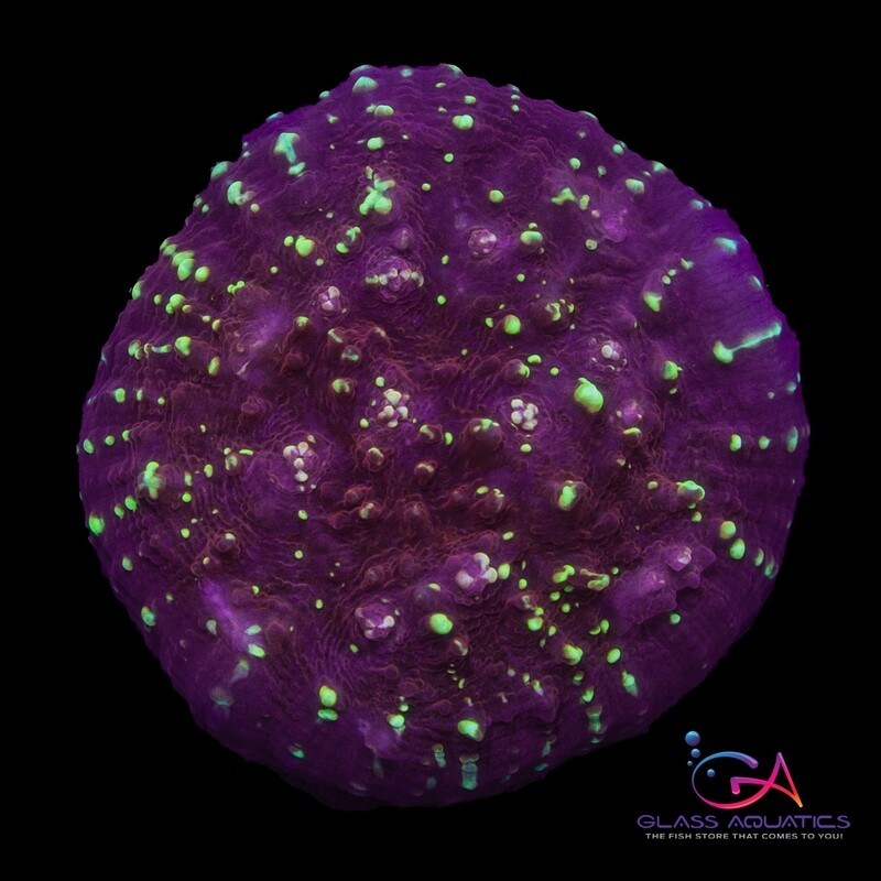 Coral - Frag - Chalice - Gold Meister JF