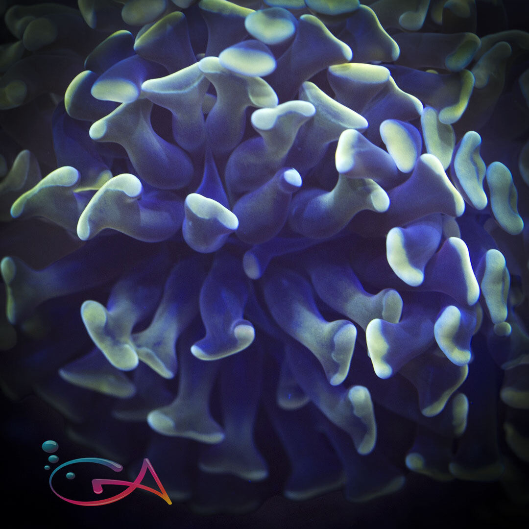 Coral - Frag - Euphyllia Hammer - Gold