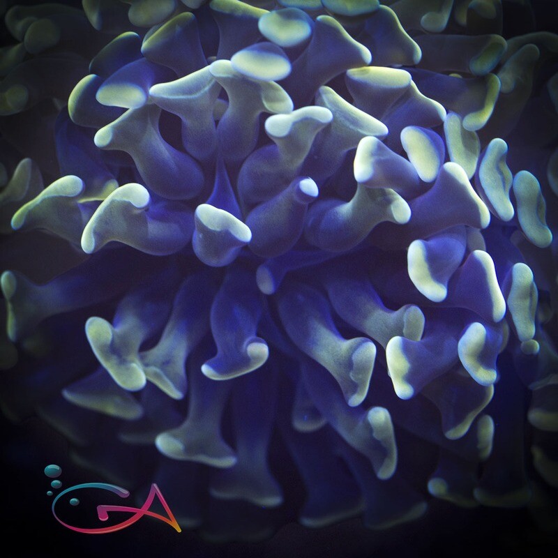 Coral - Frag - Euphyllia Hammer - Gold