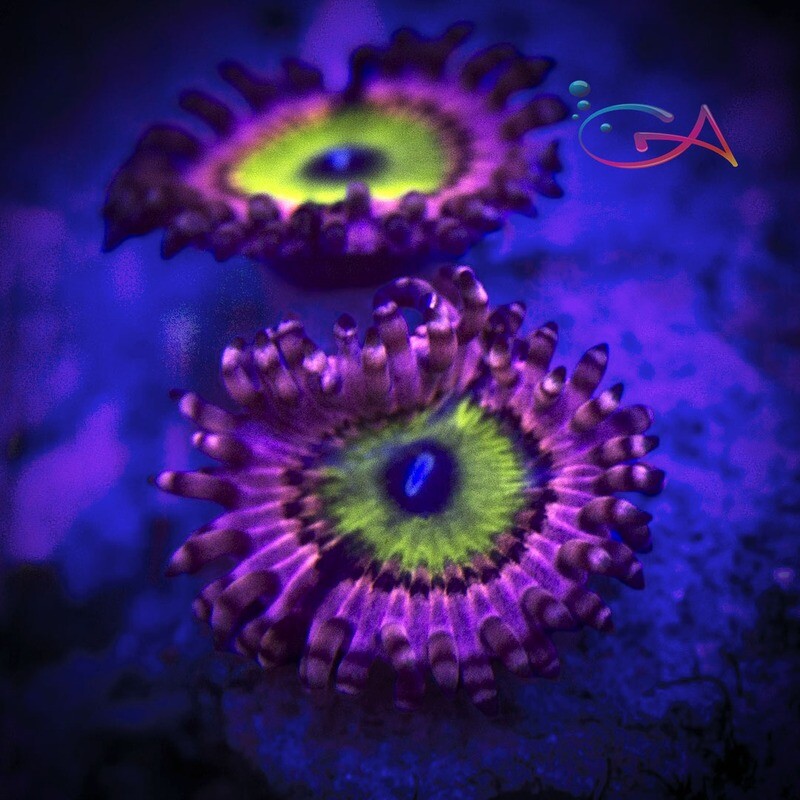 Coral - Frag - Zoa - Pink Hippo