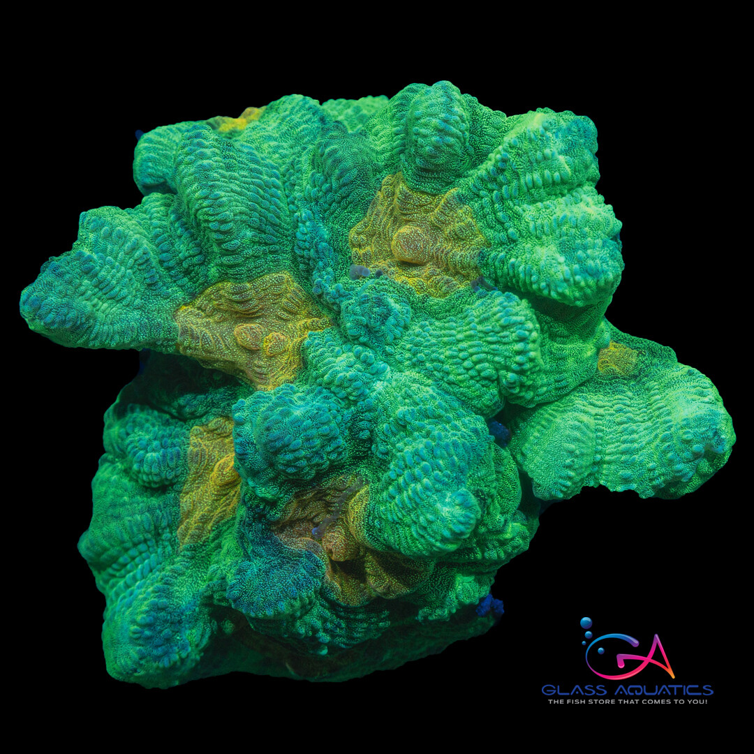 Coral - Frag - Pectinia Space Invader