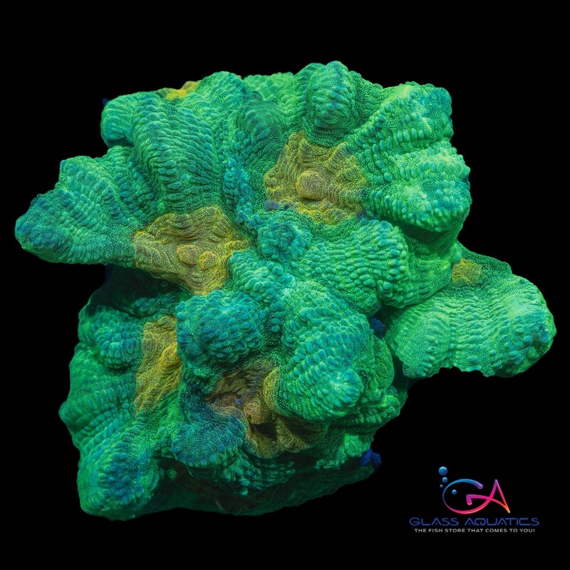 Coral - Frag - Pectinia Space Invader