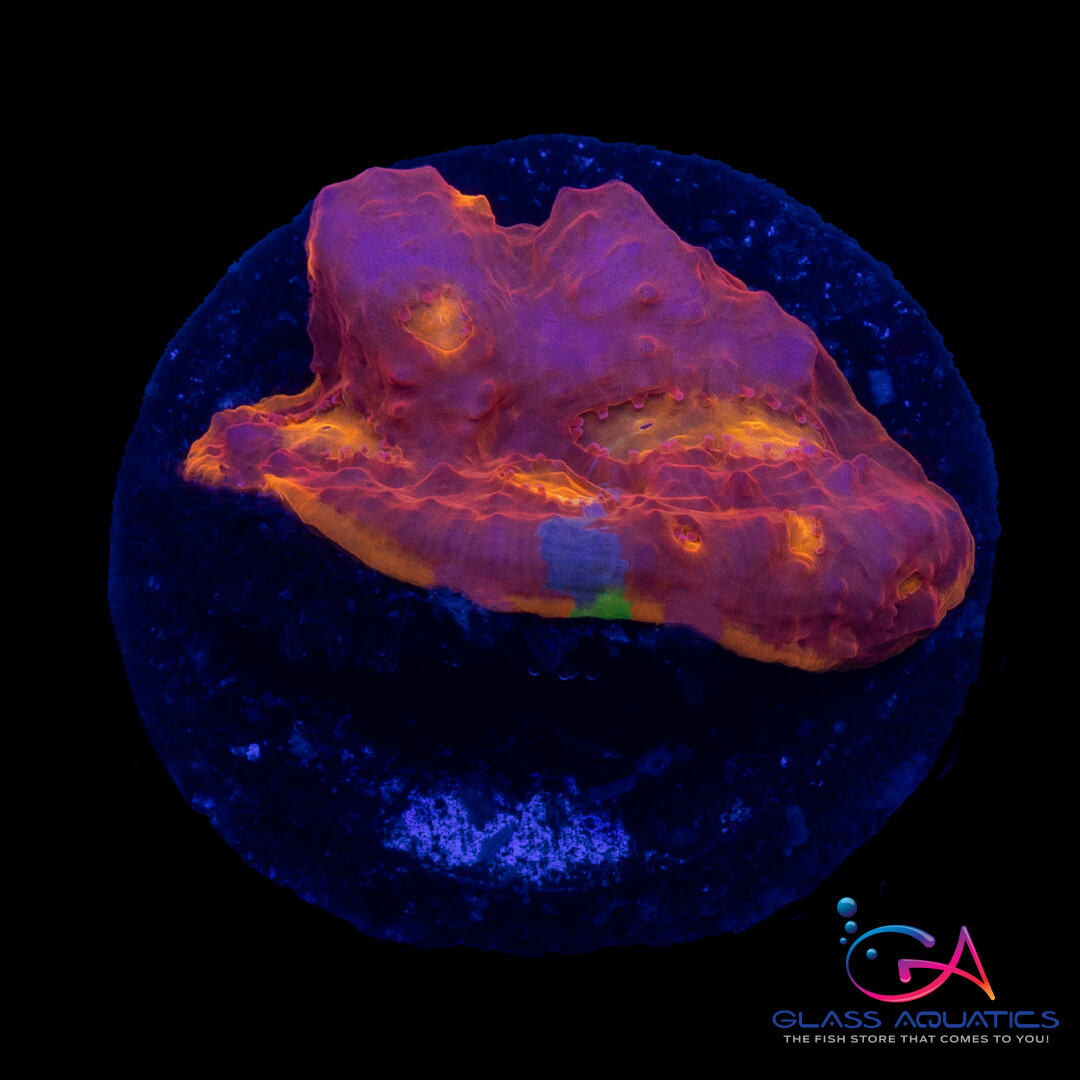 Coral - Frag - Chalice - Flame Thrower