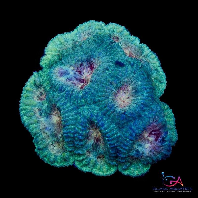 Coral - Frag - Favia Strawberry-Mint  GA