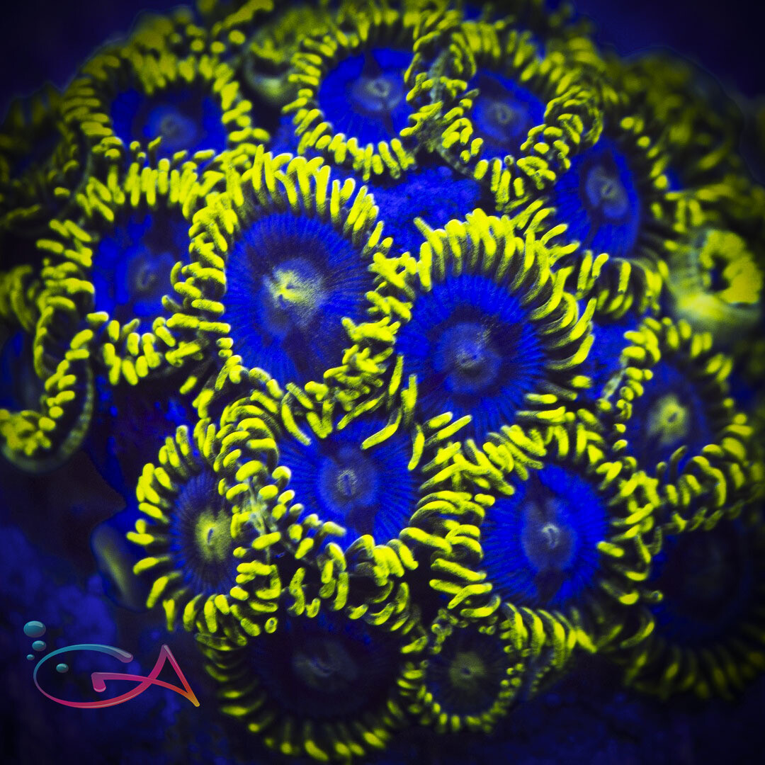Coral - Frag - Zoa Blueberry Fields
