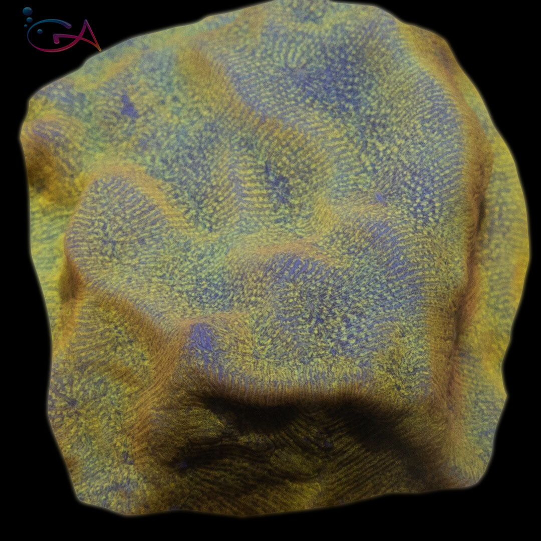 Coral - Frag - Leptoseris - 24K