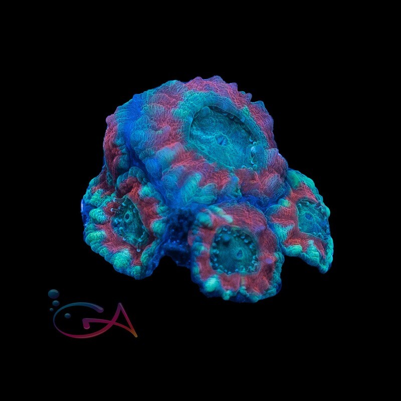 Coral - Frag - Acan Lordhowensis - Firebird  GA