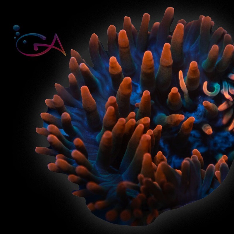 Anenome - Bubble Tip - Black Widow