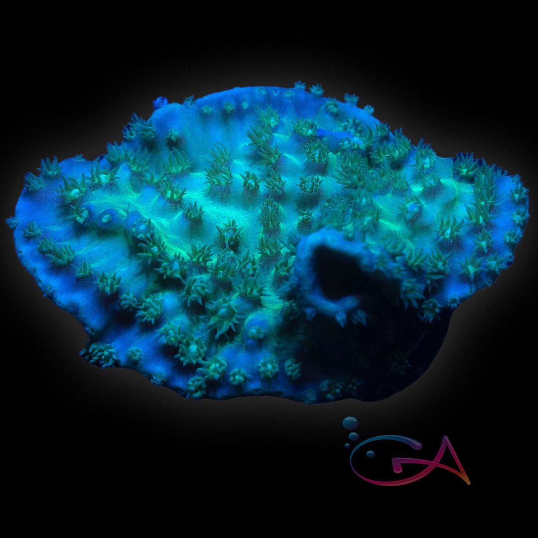 Coral - Frag - Turbinaria - Scroll - Dead Sea GA