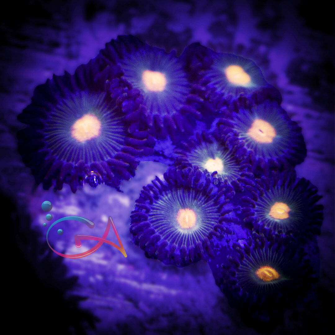 Coral - Frag - Zoa Gorilla Nipples