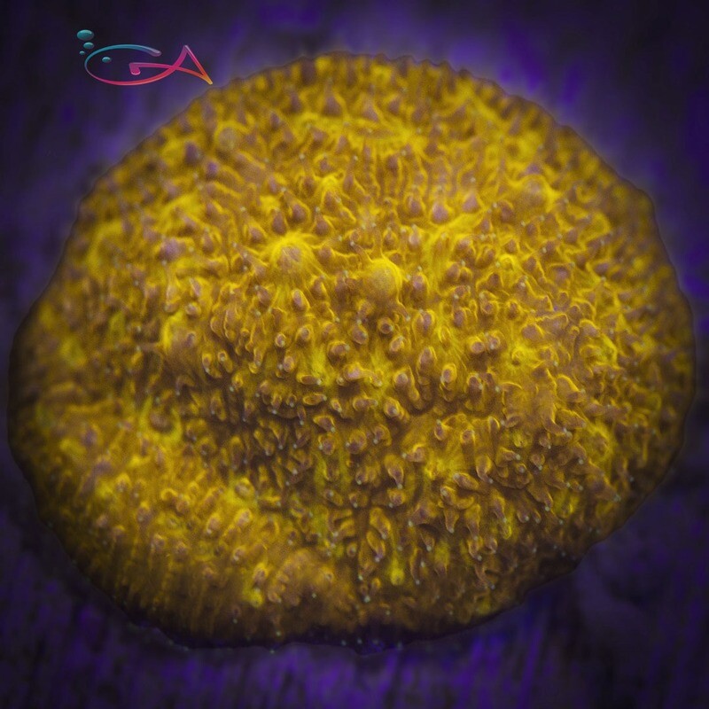 Coral - Frag - Psammocora - Orange