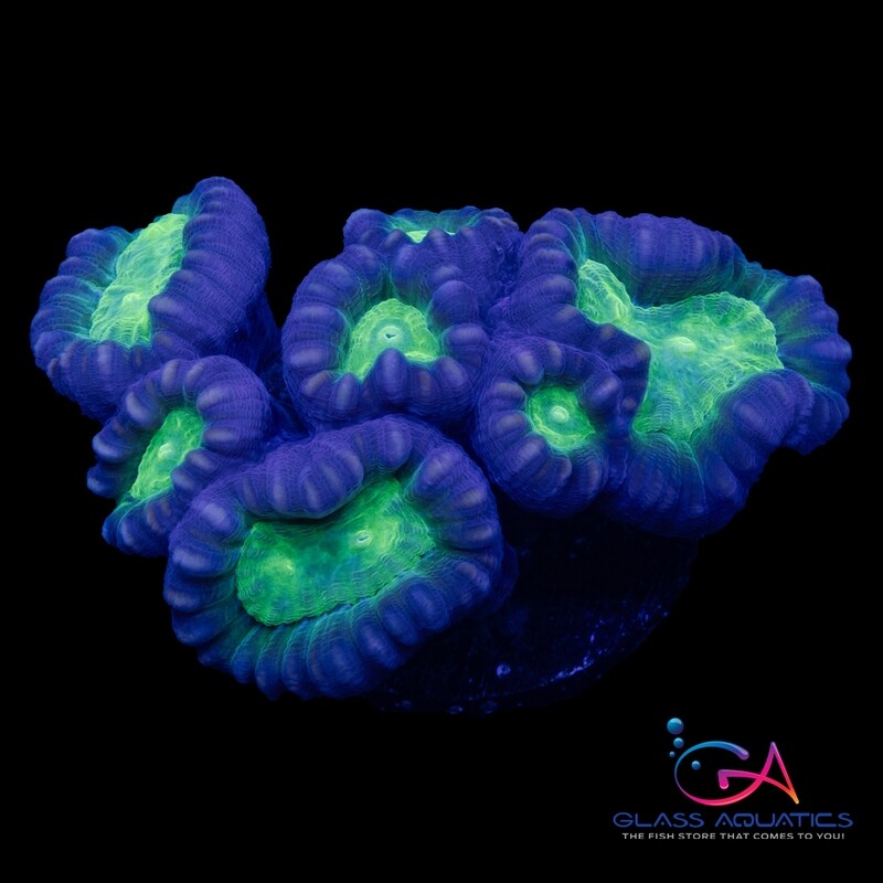 Coral - Frag - Caulastrea - Candy Cane -Joker