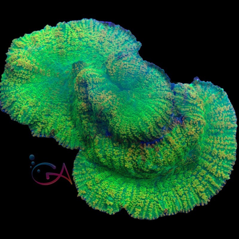 Coral - Frag Mushroom Rhodactis - Tequila Sunrise