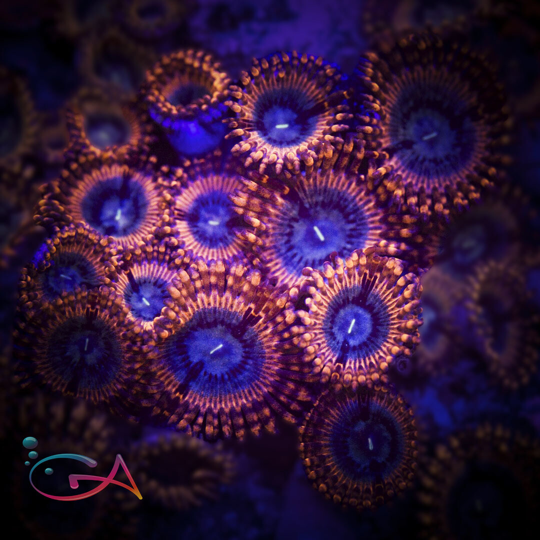 Coral - Frag - Palythoa Suck Up UC