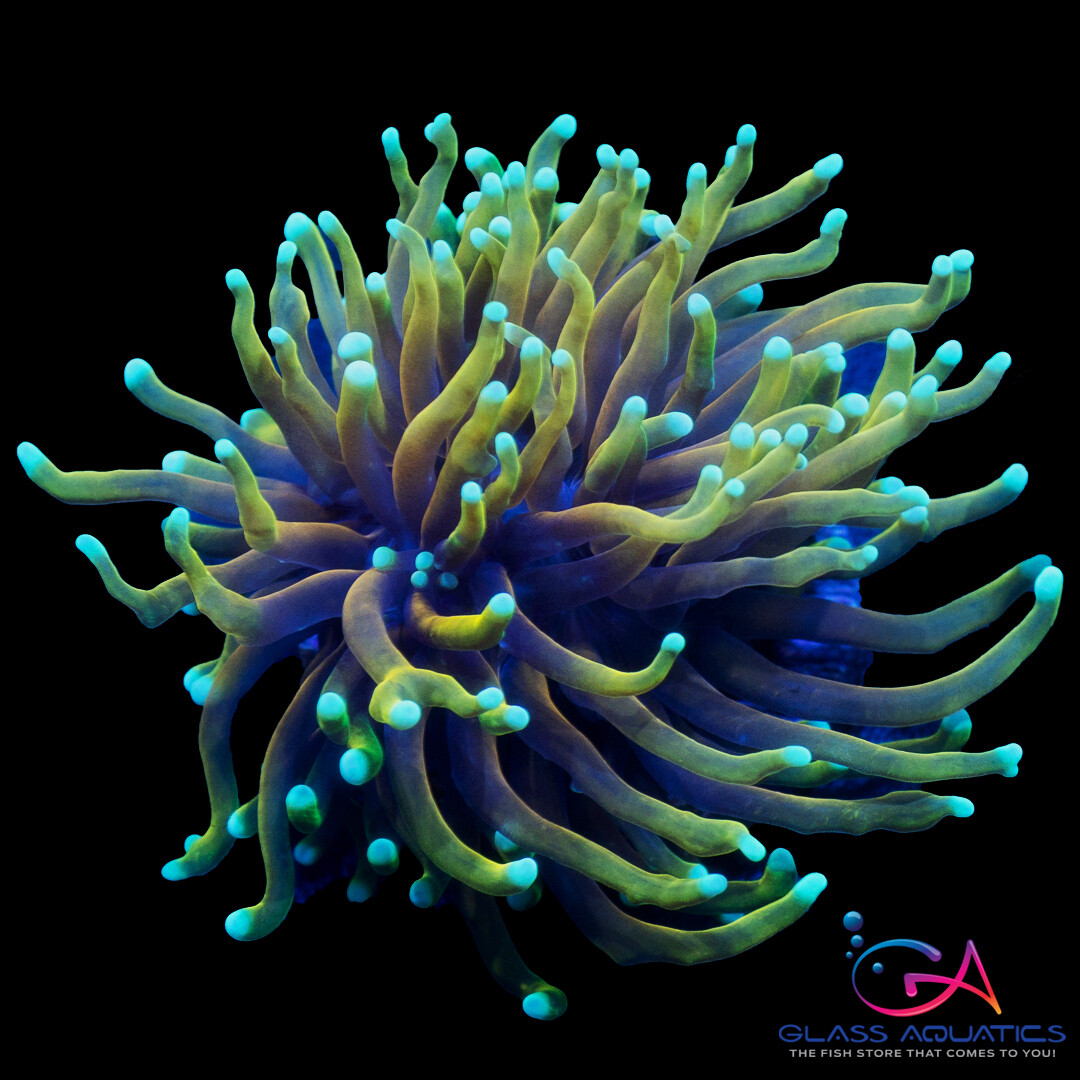 Coral - Frag - Euphyllia Torch - Dragon Soul