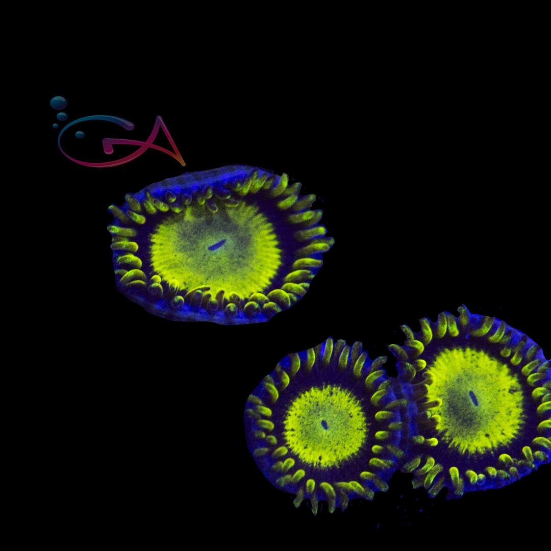 Coral - Frag - Zoa - King Midas
