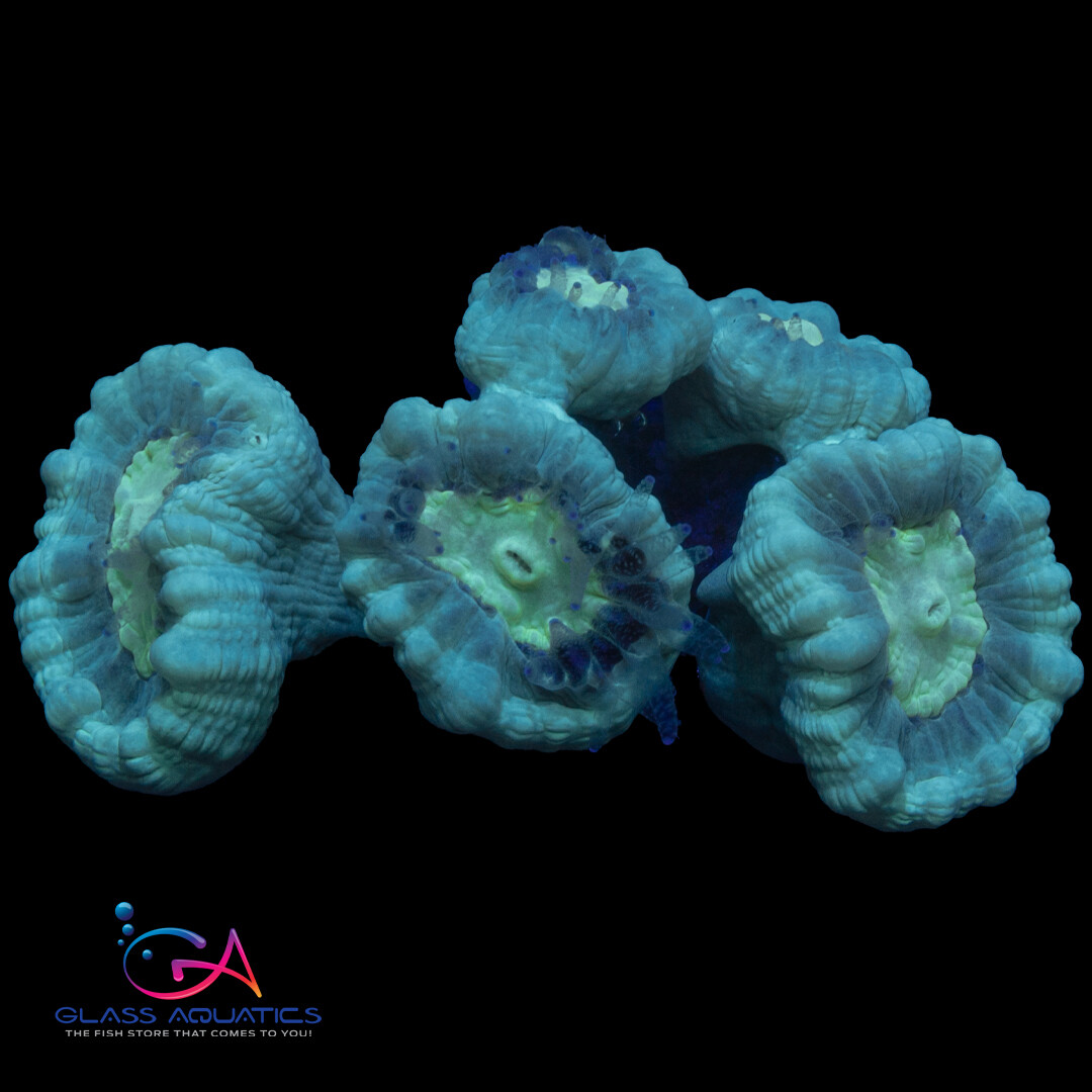 Coral - Frag - Caulastrea - Candy Cane Blue