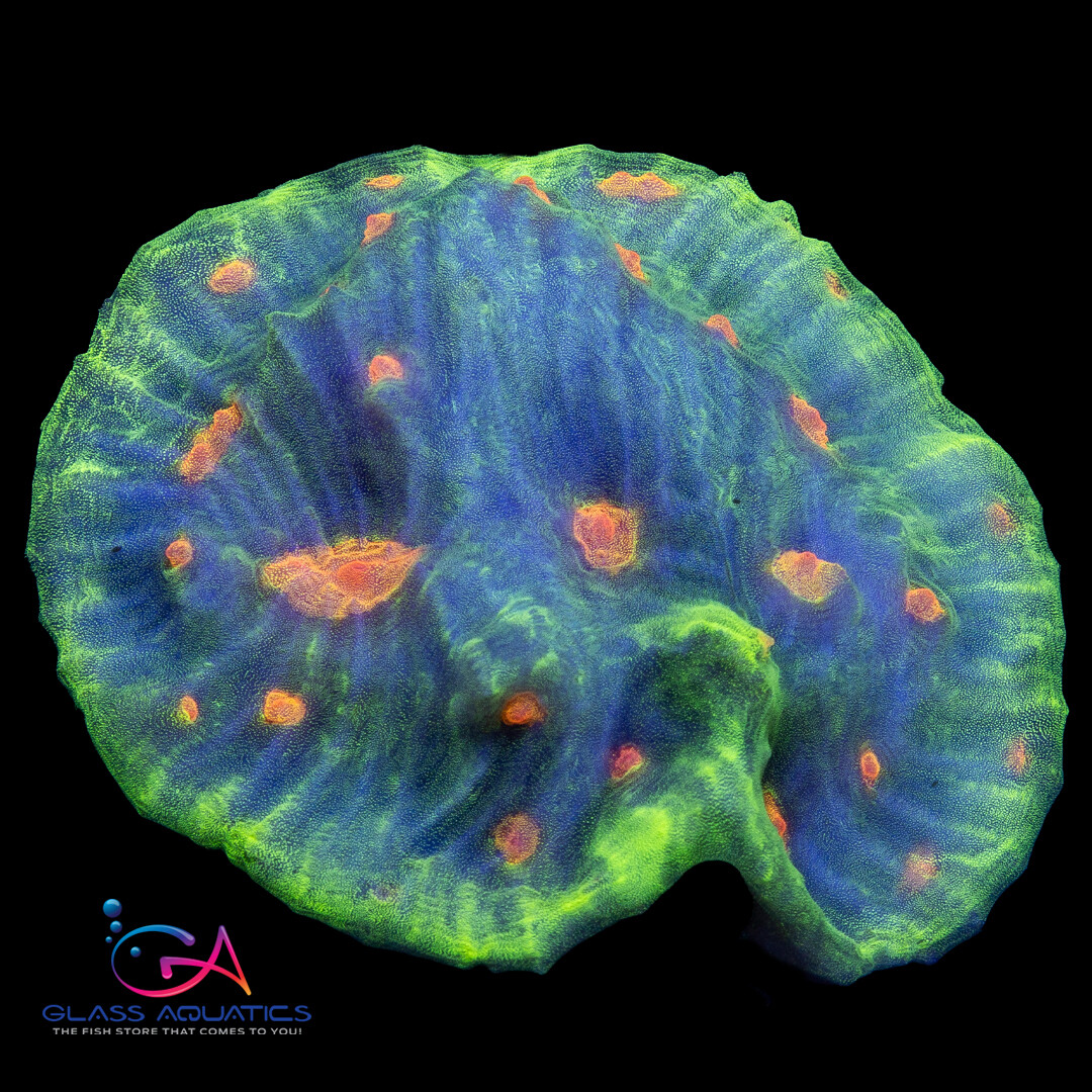 Coral - Frag - Chalice - Space Invader