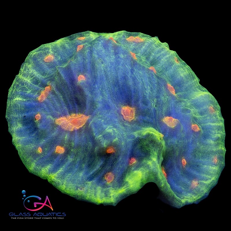 Coral - Frag - Chalice - Space Invader