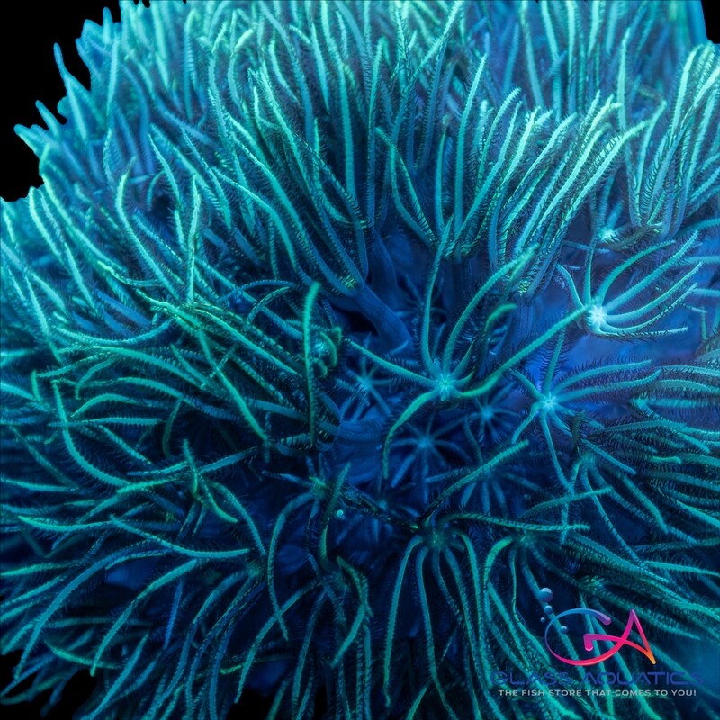 Coral - Frag - Pipe Organ - Snow White GA