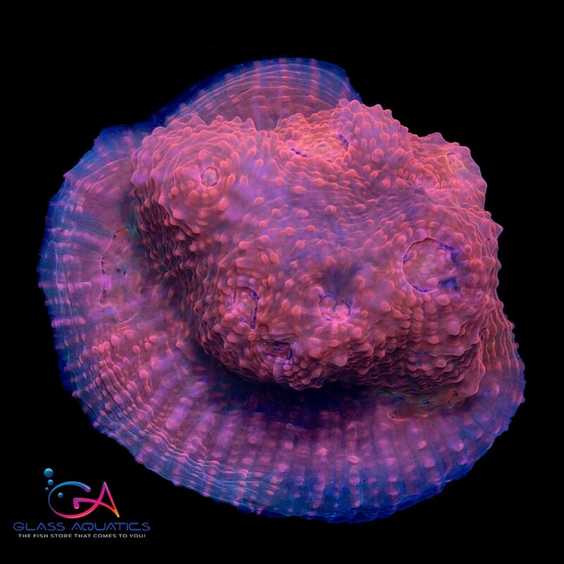 Coral - Frag - Chalice - Racing for Pinks GA