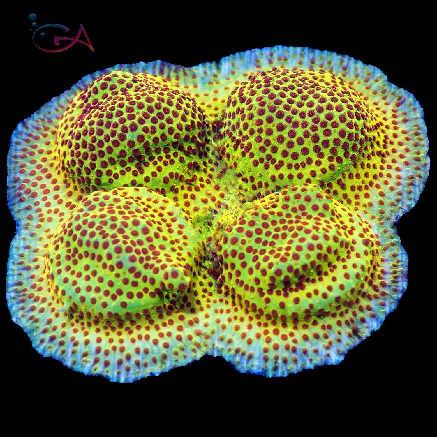 Coral - Frag - Stylocoeniella Burning Banana JF