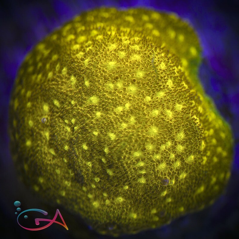 Coral - Frag - Psammocora - Yellow Yutz UC