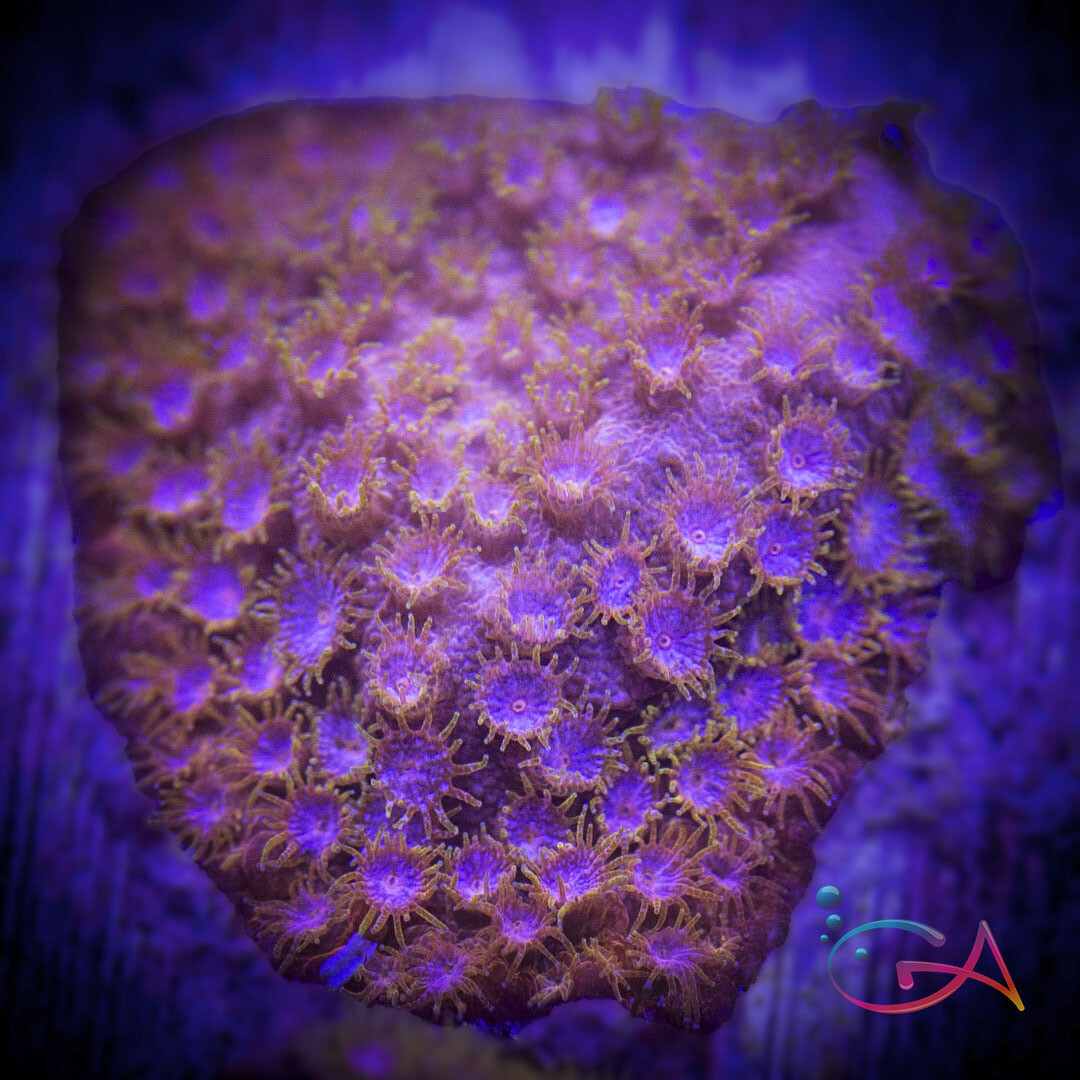 Coral - Frag - Cyphastrea- Splendiferous JF