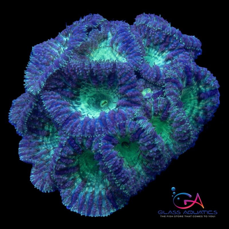Coral - Frag - Blastomussa Wellsi - Lavender Fields GA