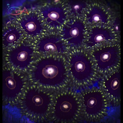 Coral - Frag - Zoa - King Jawbreaker Hornet CB