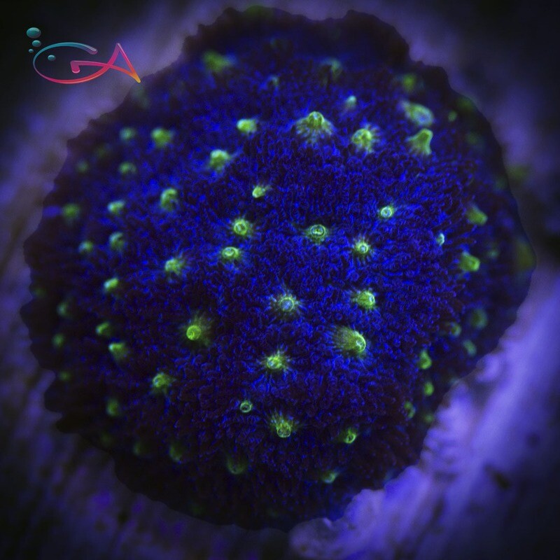Coral - Frag - Psammocora - Starry Night