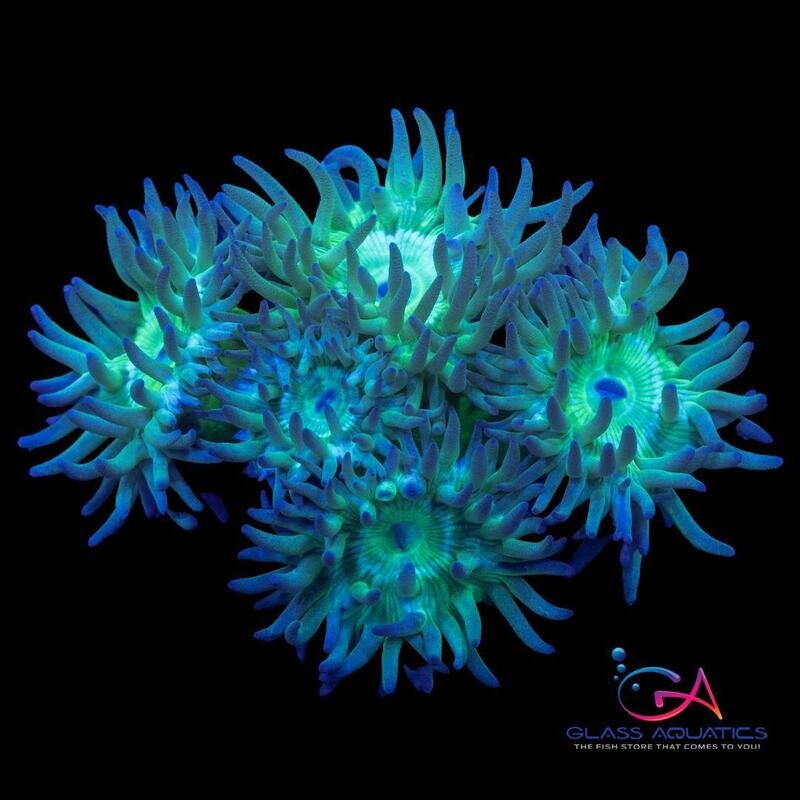 Coral - Frag - Duncan - BooBerry TSA