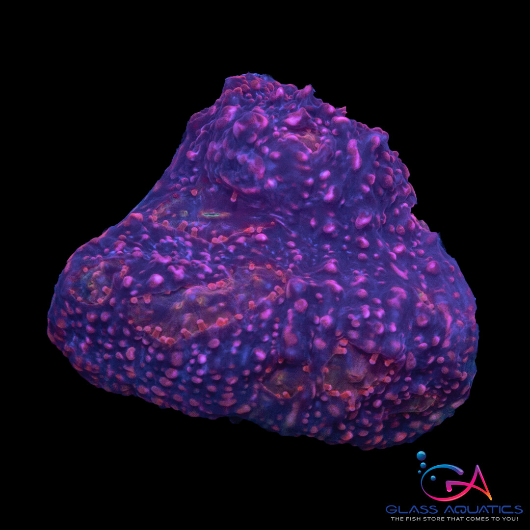 Coral - Frag - Chalice - Cherry Garcia