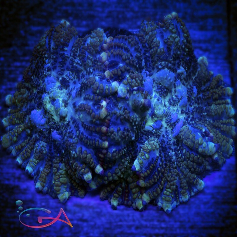 Coral - Frag Mushroom Rhodactis Juggernaut