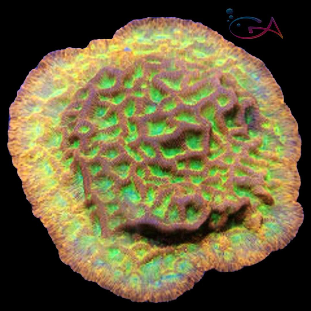 Coral - Frag - Leptoseris - Jack O Lantern JF