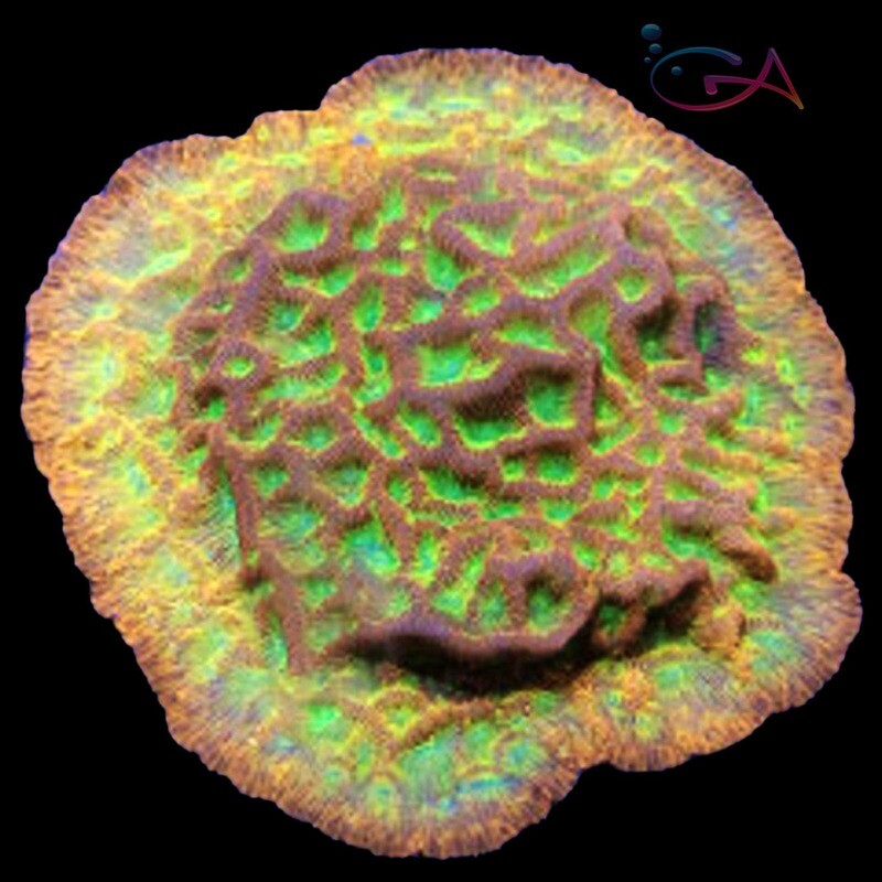 Coral - Frag - Leptoseris - Jack O Lantern JF