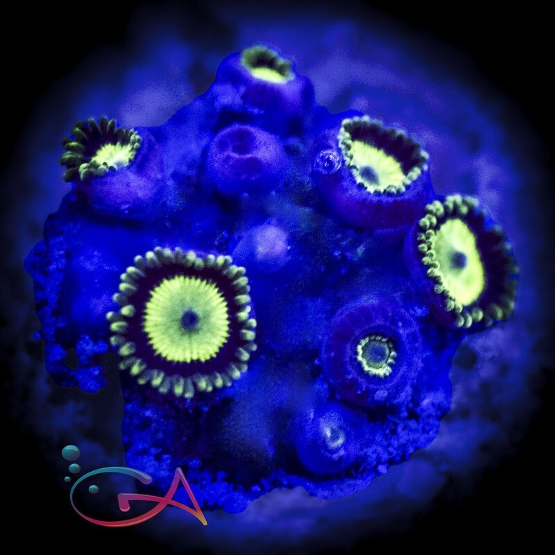 Coral - Frag - Zoa Oingo Boingo
