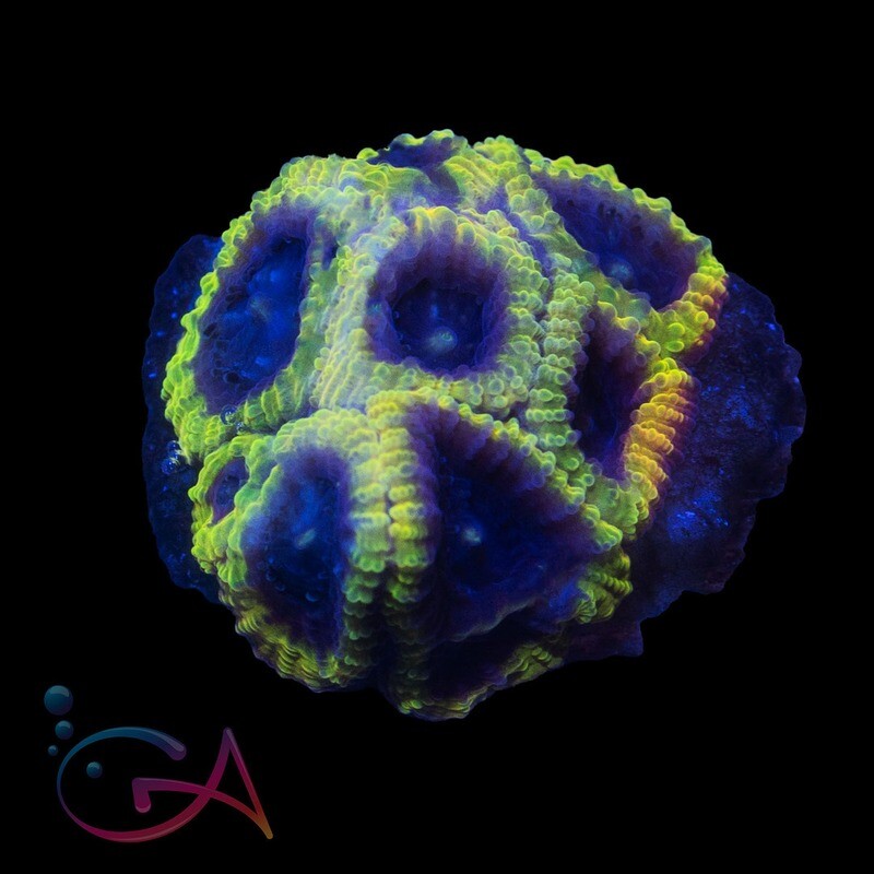 Coral - Frag - Favia - Wolverine