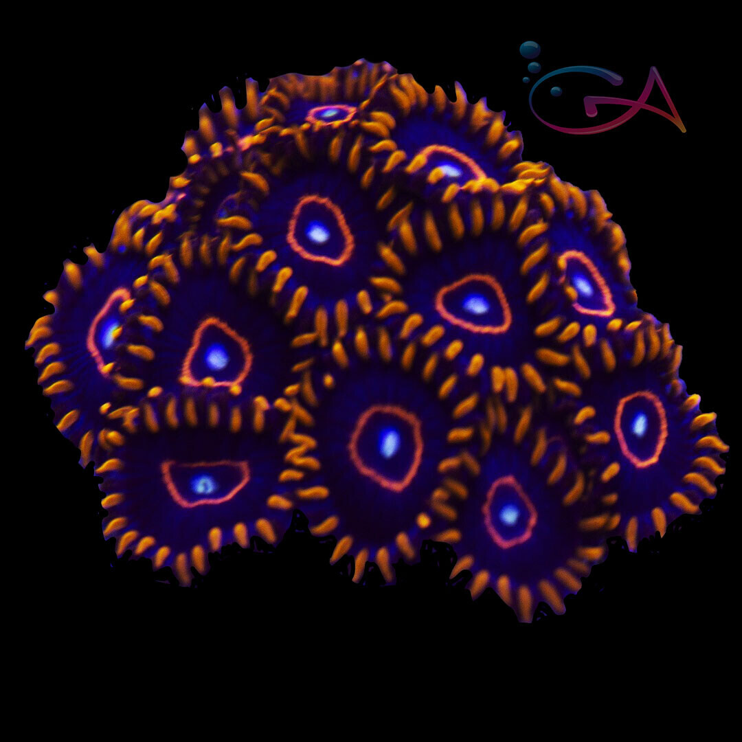 Coral - Frag - Zoa Red Hornet