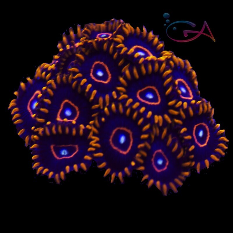 Coral - Frag - Zoa Red Hornet