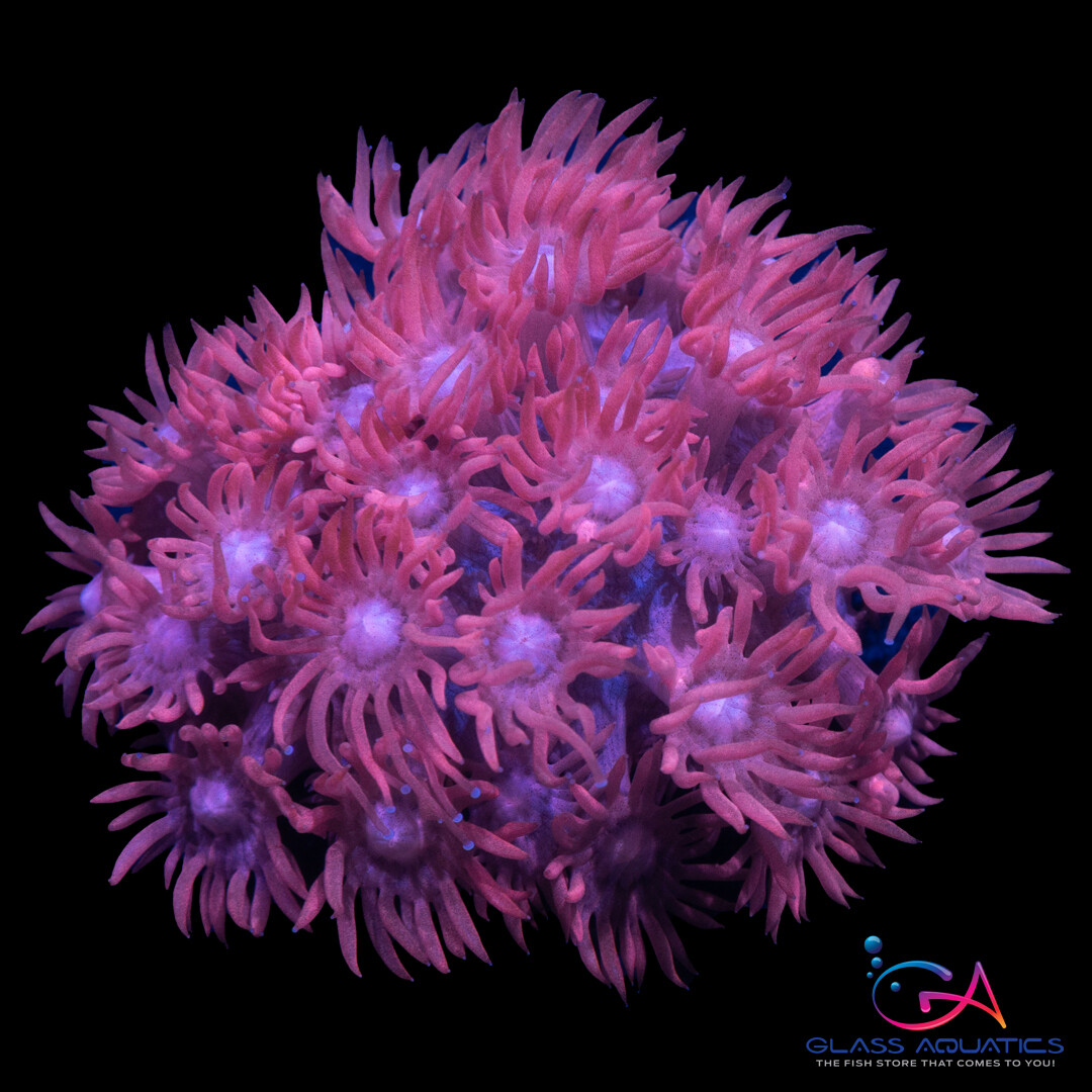 Coral - Frag - Goniopora - 1980 Hot Pink GA