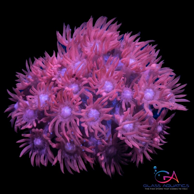 Coral - Frag - Goniopora - 1980 Hot Pink GA