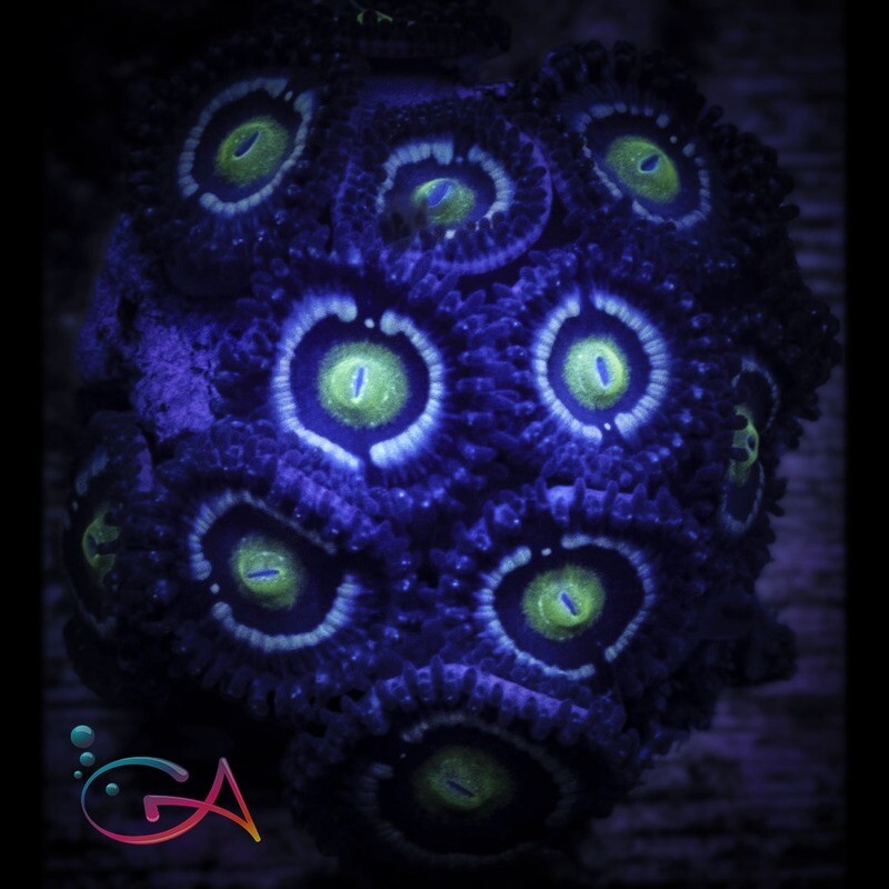 Coral - Frag - Zoa Blue Lagoon
