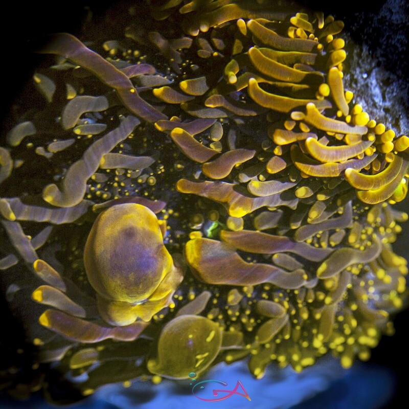Coral - Frag - Mushroom Ricordia Yuma -  Orangalicious GA