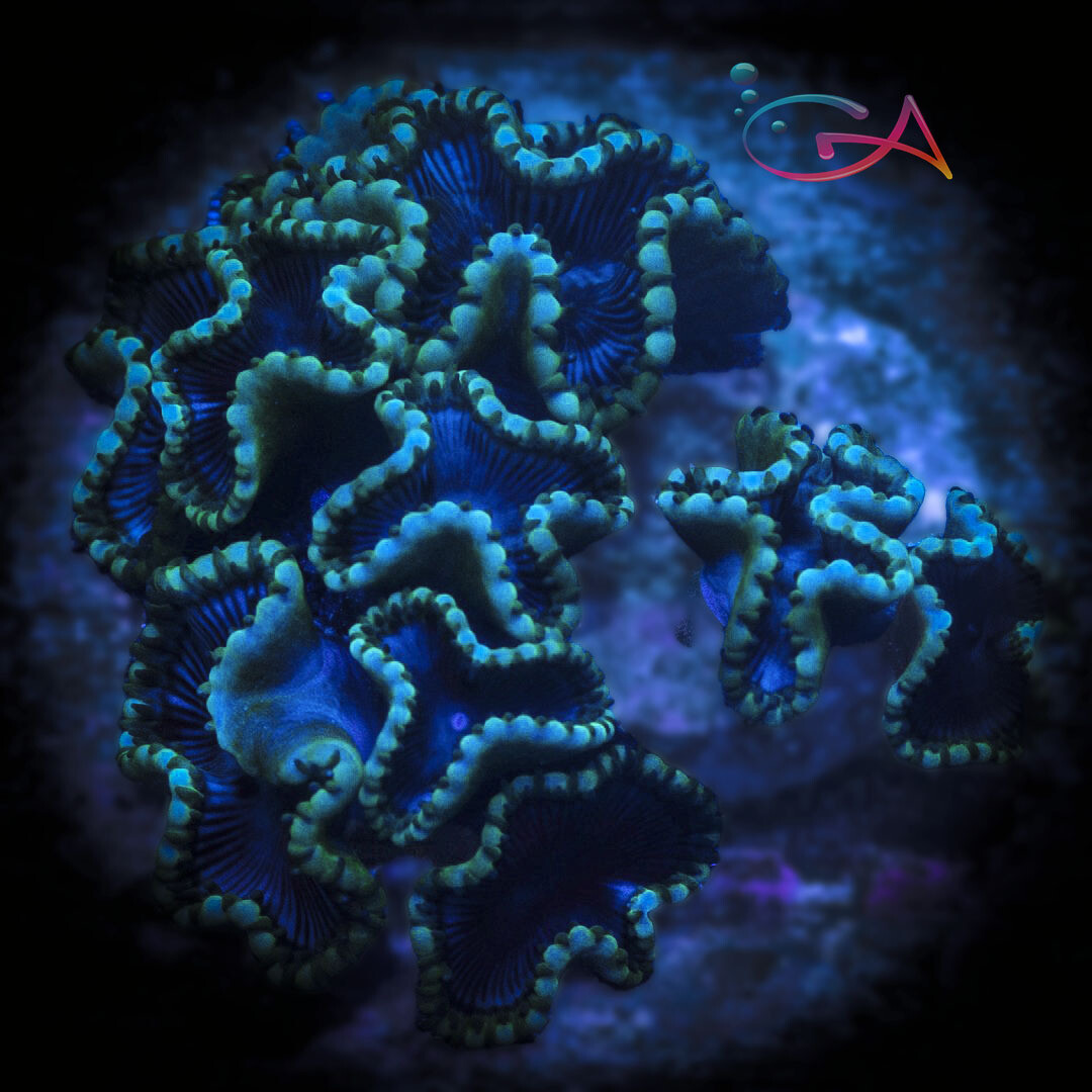 Coral - Frag - Palythoa Cinnamon Mottled