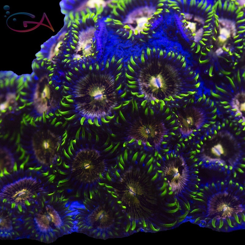 Coral - Frag - Zoa Lazer Lemon
